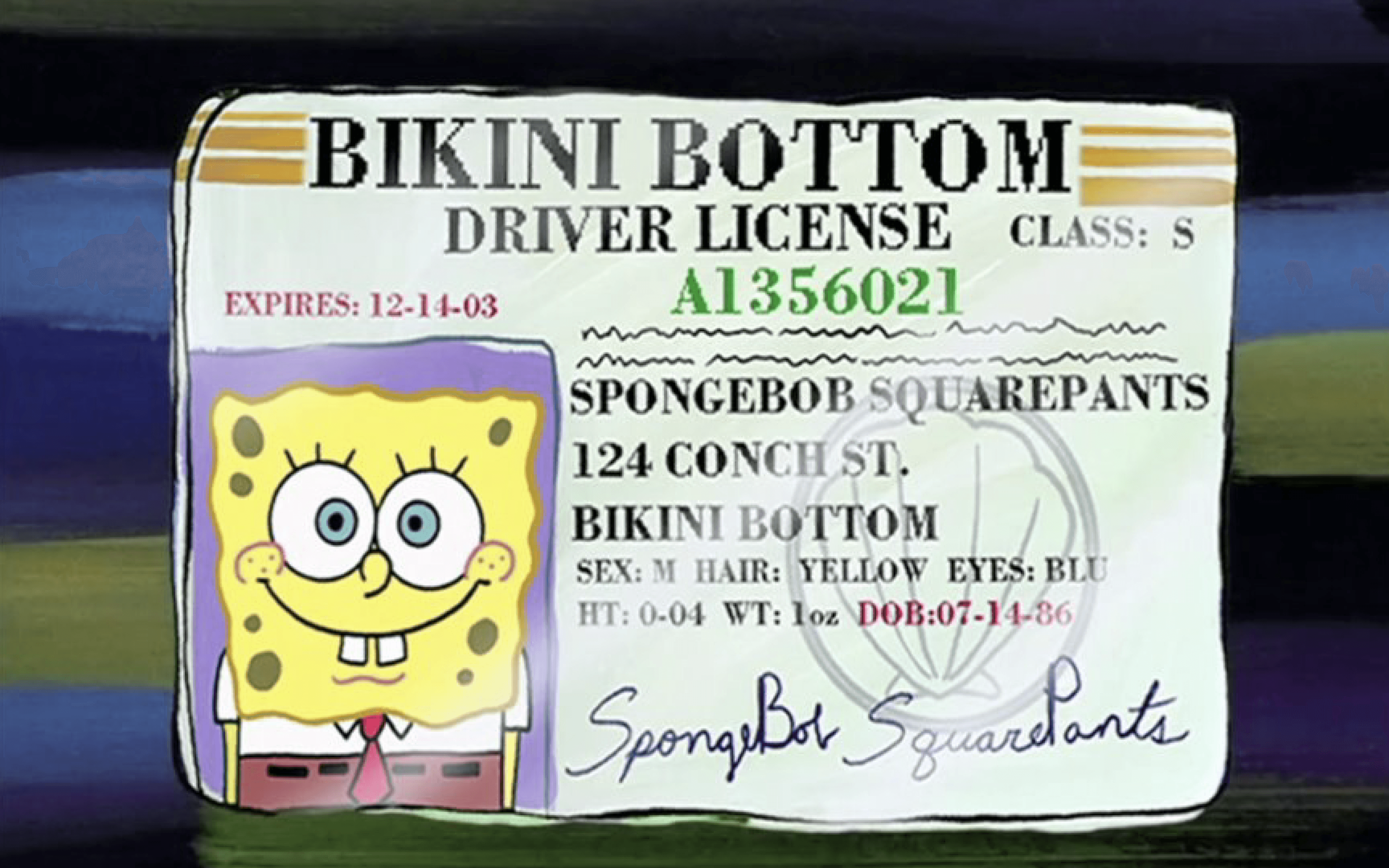 SpongeBob drivers license